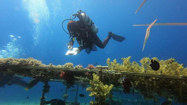 Banc-Prandi inspects corals in the Red Sea growing on tables as part of research. To counter the threats in Eilat and elsewhere, Banc-Prandi has founded WeSea, an NGO dedicated to raising awareness of the marine environment and educating the public. “We strongly believe that outreach and education can truly change the fate of the marine ecosystem,” he said. (Menahem Kahana / AFP) Banc-Prandi inspects corals in the Red Sea growing on tables as part of research. To counter the threats in Eilat and elsewhere, Banc-Prandi has founded WeSea, an NGO dedicated to raising awareness of the marine environment and educating the public. “We strongly believe that outreach and education can truly change the fate of the marine ecosystem,” he said. (Menahem Kahana / AFP)