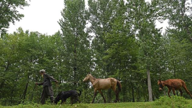 A nomadic Bakarwal man pulls a horse in Pulwama, Jammu and Kashmir, India. ((Photo by Waseem Andrabi / Hindustan Times)) A nomadic Bakarwal man pulls a horse in Pulwama, Jammu and Kashmir, India. ((Photo by Waseem Andrabi / Hindustan Times))