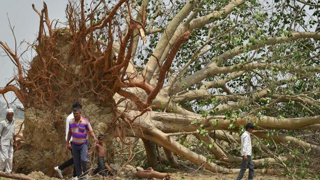 The citizens’ group, Green Circle, has launched a campaign named ‘Paivitra Peepal’ to clear plastic, pooja material, and concrete waste dumped around trees. Image for representational purpose only.(PTI file photo)