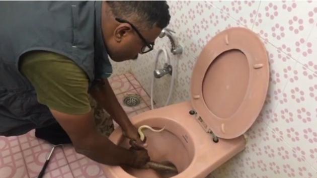 Jayraj trying to fish out the snake with his bare hands. (Screengrab) Jayraj trying to fish out the snake with his bare hands. (Screengrab)
