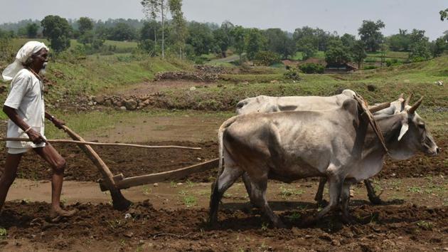 Out of 1.5 lakh beneficiary farmers in the district, only 38,819 farmers have so far applied for the scheme. (Mujeeb Faruqui/HT Photo / Representative image)