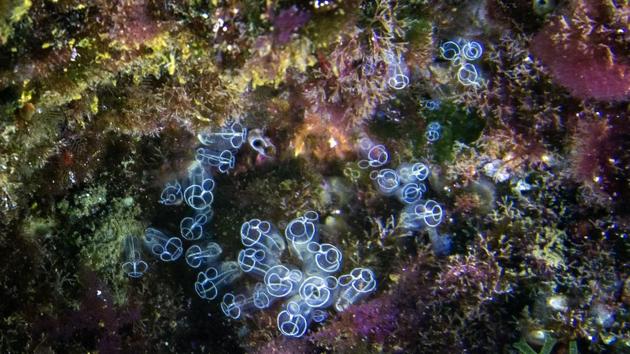 A view of a transparent seasquirt (Clavelina), at the Frioul islands near Marseille, France. (Boris Horvat / AFP)