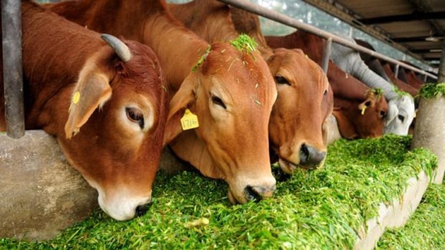 Yadav said the state government would set up 1,000 cowsheds of its own besides these 300.(Pradeep Gaur/Mint) Yadav said the state government would set up 1,000 cowsheds of its own besides these 300.(Pradeep Gaur/Mint)