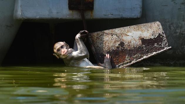 A macaque monkey seen playing on a hot day at Boat Club in New Delhi. (Sanchit Khanna / HT Photo)