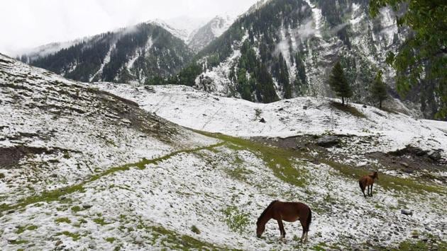 A pair of horses graze on a snow covered meadow after fresh snowfall st Sonamarg, about 89 km from Srinagar, Jammu and Kashmir. (Waseem Andrabi / HT Photo)
