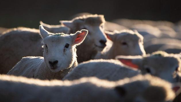 A flock of sheep being herded along a road in Ashburton, New Zealand. The rustling of livestock has become so prevalent in the rural parts of the country that authorities have recently introduced tough new penalties of up to 10 years in jail for the culprits, much to the relief of cattle breeders. (Marty Melville / AFP) A flock of sheep being herded along a road in Ashburton, New Zealand. The rustling of livestock has become so prevalent in the rural parts of the country that authorities have recently introduced tough new penalties of up to 10 years in jail for the culprits, much to the relief of cattle breeders. (Marty Melville / AFP)