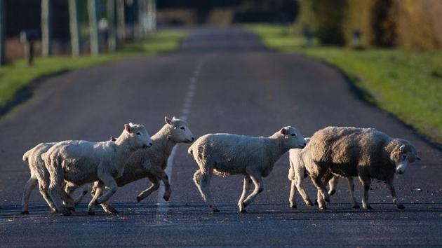 The country of an estimated 4.9 million people has about 27 million sheep and 10 million cattle grazing on its lush but rugged pastures. The farmers’ group says about a quarter of its members have reported falling victim to rustling, costing about NZ$120 million ($80 million) annually. Farming is the backbone of New Zealand’s economy, accounting for more than NZ$30 billion ($19.7 billion) in exports in 2018. (Marty Melville / AFP) The country of an estimated 4.9 million people has about 27 million sheep and 10 million cattle grazing on its lush but rugged pastures. The farmers’ group says about a quarter of its members have reported falling victim to rustling, costing about NZ$120 million ($80 million) annually. Farming is the backbone of New Zealand’s economy, accounting for more than NZ$30 billion ($19.7 billion) in exports in 2018. (Marty Melville / AFP)
