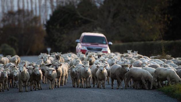 The changes mean rustling livestock now attracts a prison term of up to seven years, while entering a farm with the intention of stealing livestock or agricultural equipment is punishable by up to 10 years behind bars. (Marty Melville / AFP) The changes mean rustling livestock now attracts a prison term of up to seven years, while entering a farm with the intention of stealing livestock or agricultural equipment is punishable by up to 10 years behind bars. (Marty Melville / AFP)