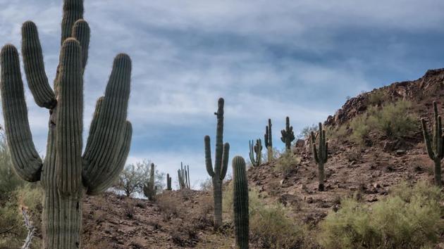A six-year-old girl from India died of heat stroke in an Arizona desert after her mother left her with other migrants to go in search of water(HT FilePhoto (Representative Image))