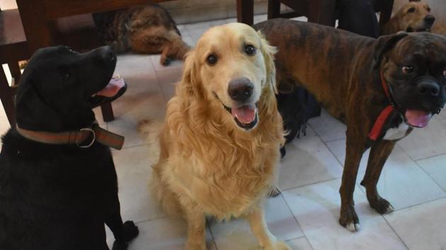 Dogs seen at a home stay for dogs, at Palam Vihar, Sector 23, in Gurugram.(Yogesh Kumar/Hindustan Times)