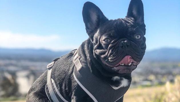 The spirit of this four-legged canine invoked all kinds of emotions in people. (Instagram/@lilbuddycudi) The spirit of this four-legged canine invoked all kinds of emotions in people. (Instagram/@lilbuddycudi)