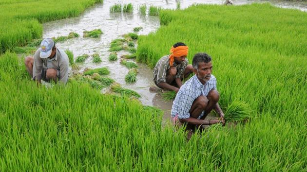 The government has also announced to widen the scope of insurance cover to farmers dying in accidents.(PTI File Photo/Representive image)