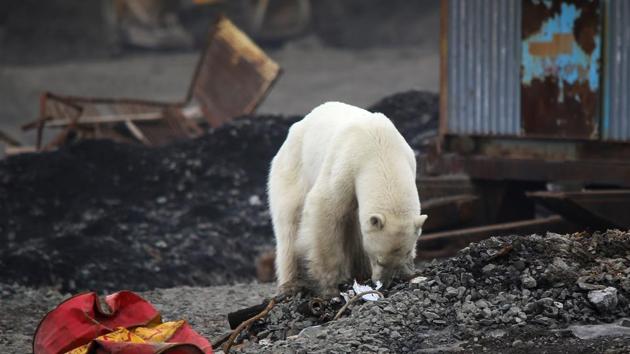 A stray polar bear is seen in the industrial city of Norilsk, Russia. (REUTERS)