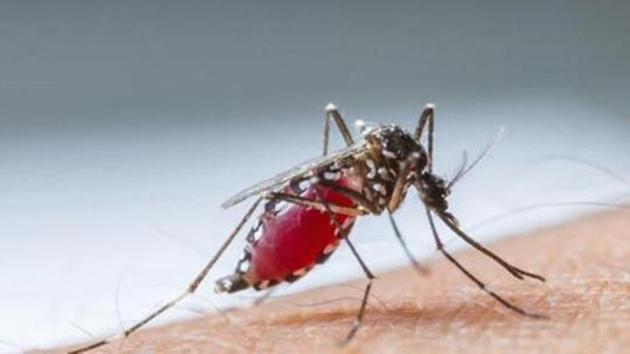 Three cases of malaria have been confirmed this month, according to the district health department, taking the total number of cases of the vector-borne disease to five so far this year.(Photo by Parveen Kumar/Hindustan Times) Three cases of malaria have been confirmed this month, according to the district health department, taking the total number of cases of the vector-borne disease to five so far this year.(Photo by Parveen Kumar/Hindustan Times)