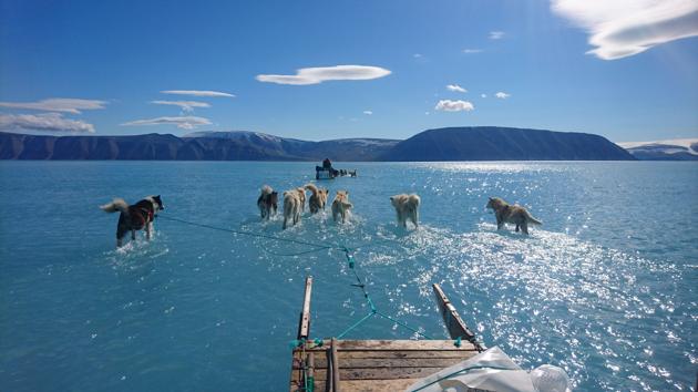 A June 13, 2019 hand out image photographed by Steffen Olsen of the Centre for Ocean and Ice at the Danish Meteoroligical Institute shows sled dogs wading through standing water on the sea ice during an expedition in North Western Greenland(AFP)