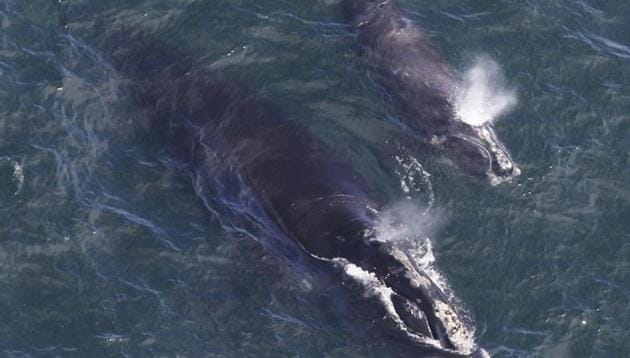 For the first time, scientists have recorded singing by one of the rarest whales on Earth, and it just might be looking for a date. (AP/Representative Image) For the first time, scientists have recorded singing by one of the rarest whales on Earth, and it just might be looking for a date. (AP/Representative Image)