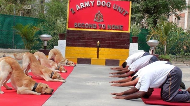 Rahul Gandhi Friday courted controversy by tweeting pictures of the dog squad of Indian Army doing yoga and captioning it “New India”.(Twitter/@RahulGandhi)