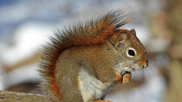 Vets used anaesthetic to calm the squirrel and then freed the animal (representational image).(Pixabay)