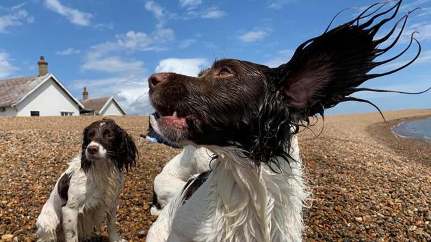 Dogs play on the beach at Shingle Street, Suffolk, England. (Matthew Tostevin / REUTERS)