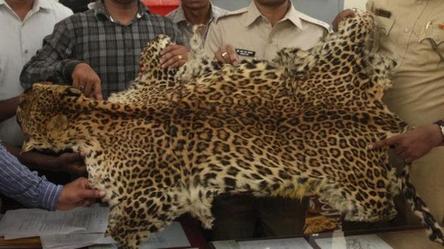 Yeoor forest department officials seized the leopard skin and booked five people in the case.(HT Photo)