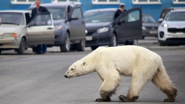 A stray polar bear walks on a road on the outskirts of the Russian industrial city of Norilsk. The hungry polar bear was spotted on the outskirts of Norilsk, hundreds of miles from its natural habitat, authorities said. (Irina Yarinskaya / Zapolyarnaya pravda newspaper / AFP)