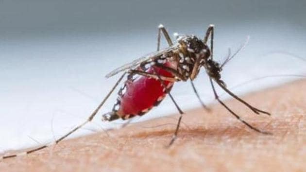 In 2018, a total of 11,000 cases of dengue had been recorded in Maharashtra alone. According to officials, Kolhapur district has reported the highest number of cases, while Pune district is on high alert. (HT REPRESENTATIVE PHOTO) In 2018, a total of 11,000 cases of dengue had been recorded in Maharashtra alone. According to officials, Kolhapur district has reported the highest number of cases, while Pune district is on high alert. (HT REPRESENTATIVE PHOTO)