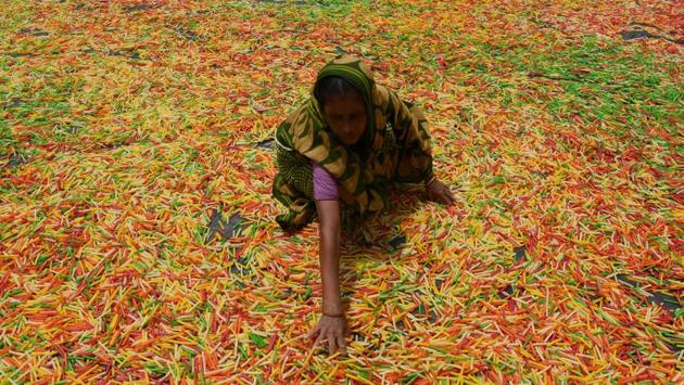 A worker drys "fryums", a finger shaped food made from seasoned dough, on the outskirts of Agartala, Tripura. (STR / AFP) A worker drys "fryums", a finger shaped food made from seasoned dough, on the outskirts of Agartala, Tripura. (STR / AFP)