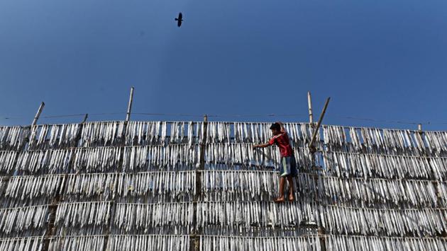 A boy drying fish on sea side at Versova in Mumbai, Maharashtra. (Satyabrata Tripathy / HT Photo) A boy drying fish on sea side at Versova in Mumbai, Maharashtra. (Satyabrata Tripathy / HT Photo)