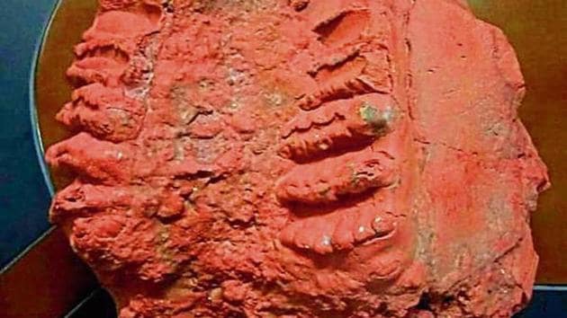 In 2000, similar elephant fossils were found in Kashmir in a saffron field near Srinagar by some geology students who reported the find to the experts.(HT Photo)