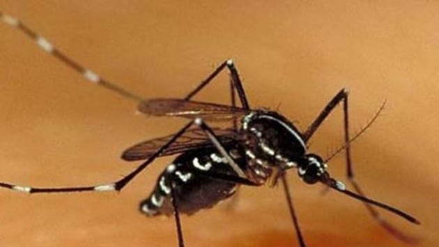 The number of dengue cases has reached 22, and there were seven cases of Chikungunya, the report stated.(HT Photo)
