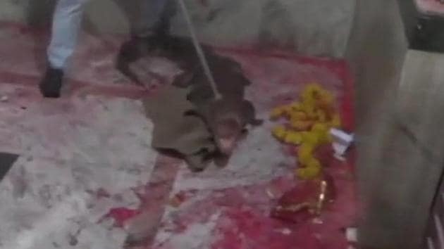 The crocodile was rescued on Monday morning. (Twitter/@ANI) The crocodile was rescued on Monday morning. (Twitter/@ANI)