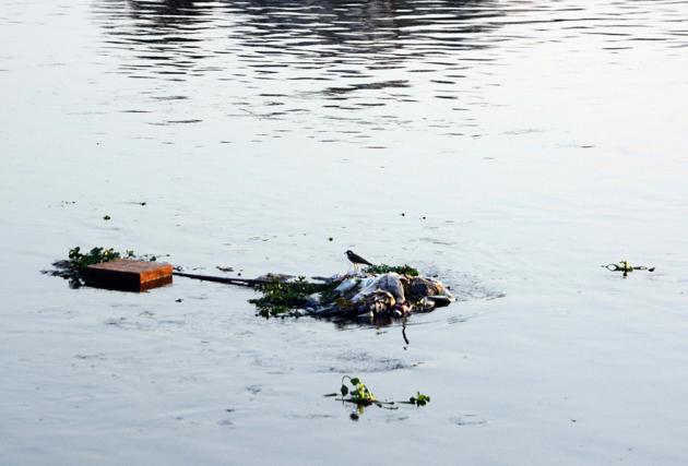 According to report, Mula Mutha contains 332.08 mg/l fecal coliform. As per the pollution watchdog 100 mg/l is the safe limit(Shankar Narayan/HT PHOTO) According to report, Mula Mutha contains 332.08 mg/l fecal coliform. As per the pollution watchdog 100 mg/l is the safe limit(Shankar Narayan/HT PHOTO)