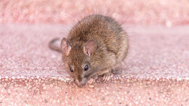 The incident took place in April 2018 when Parminder Gupta was bitten by a rat near his eye in the general ward after being transferred from the Intensive care Unit (ICU) of a munincipal hospital in Jogeshwari.(Getty Images/iStockphoto) The incident took place in April 2018 when Parminder Gupta was bitten by a rat near his eye in the general ward after being transferred from the Intensive care Unit (ICU) of a munincipal hospital in Jogeshwari.(Getty Images/iStockphoto)