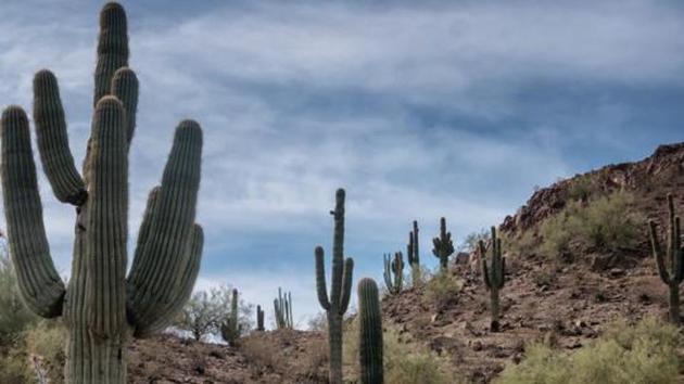 The parents of a 6-year-old migrant girl from India who died of heat stroke in an Arizona desert said they sought asylum in the United States because they were “desperate.” (Getty Images/iStockphoto) The parents of a 6-year-old migrant girl from India who died of heat stroke in an Arizona desert said they sought asylum in the United States because they were “desperate.” (Getty Images/iStockphoto)