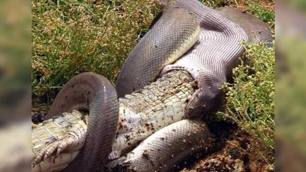 crocodile vs anaconda fight