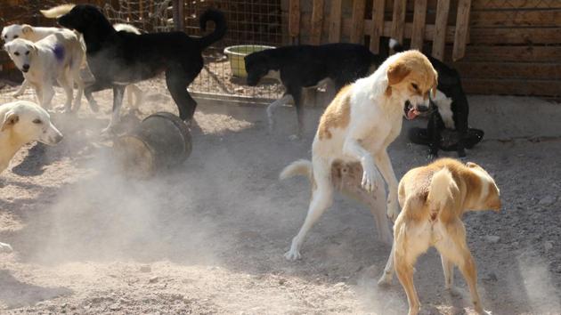 A fight breaks out between a couple of dogs at the Al Rabee shelter. Athmaneh’s goal is to one day be able to run the shelter without having to turn any stray animals away and providing all its residents with the housing and the protection they deserve. (Muhammad Hamed / REUTERS) A fight breaks out between a couple of dogs at the Al Rabee shelter. Athmaneh’s goal is to one day be able to run the shelter without having to turn any stray animals away and providing all its residents with the housing and the protection they deserve. (Muhammad Hamed / REUTERS)