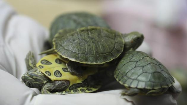 Customs officials display seized turtles at the customs office Wednesday, June 26, 2019, in Sepang, Malaysia. Two Indian citizens were arrested due to smuggling attempt into the country on a flight from Guangzhou, China with thirty-two small boxes packed with 5,225 red-eared slider turtles. (AP Photo/Vincent Thian)(AP)