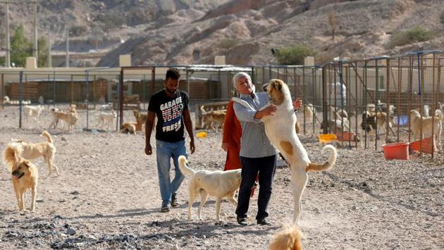 Rodica Athamneh and other volunteers play with a dog at the Al Rabee Society. The shelter also works towards educating city residents about animal welfare in the hope that building awareness will help in bringing a reduction in the cases of animal abuse. (Muhammad Hamed / REUTERS) Rodica Athamneh and other volunteers play with a dog at the Al Rabee Society. The shelter also works towards educating city residents about animal welfare in the hope that building awareness will help in bringing a reduction in the cases of animal abuse. (Muhammad Hamed / REUTERS)