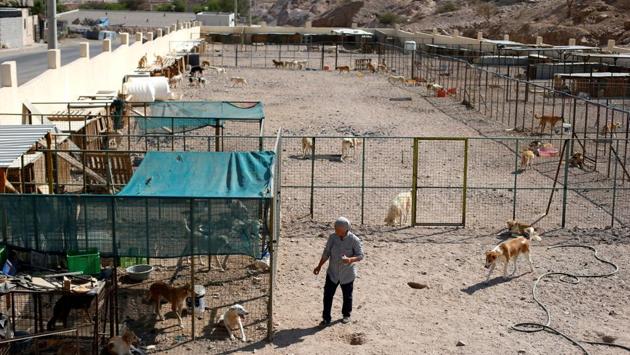 The shelter, Al Rabee Society for Nature and Animal protection, houses close to 400 dogs rescued from the streets of the Jordanian city. Some have been taken in because they were abused or sick, others as a result of complaints from residents frightened by the dogs’ presence in their areas. (Muhammad Hamed / REUTERS) The shelter, Al Rabee Society for Nature and Animal protection, houses close to 400 dogs rescued from the streets of the Jordanian city. Some have been taken in because they were abused or sick, others as a result of complaints from residents frightened by the dogs’ presence in their areas. (Muhammad Hamed / REUTERS)
