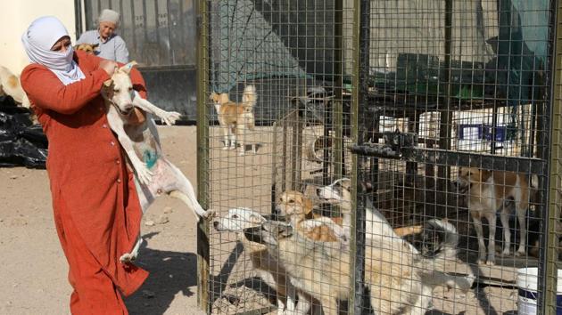 Rodica Athamneh and another volunteer bring out post operative dogs out among the others. Most of the support the shelter receives for its functioning comes from individual donors, who can either choose to adopt an animal, or donate directly. The land for the shelter was provided by the Aqaba Special Economic Zone Authority. (Muhammad Hamed / REUTERS) Rodica Athamneh and another volunteer bring out post operative dogs out among the others. Most of the support the shelter receives for its functioning comes from individual donors, who can either choose to adopt an animal, or donate directly. The land for the shelter was provided by the Aqaba Special Economic Zone Authority. (Muhammad Hamed / REUTERS)