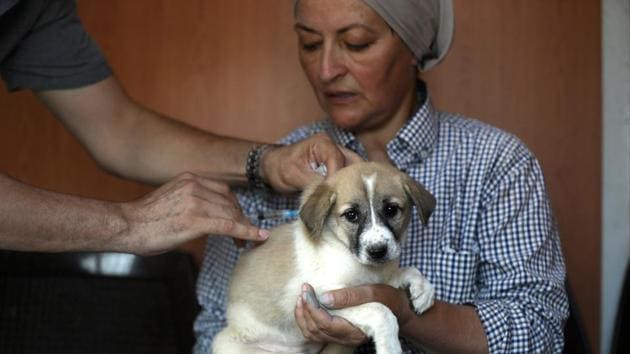 Rodica Athamneh holds a puppy in her hands while he is administered a vaccination. The shelter aims to decrease the number of strays on Aqaba’s streets, neuter them and at the same time provide them a space that allows them a comfortable life that provides safety and food. (Muhammad Hamed / REUTERS) Rodica Athamneh holds a puppy in her hands while he is administered a vaccination. The shelter aims to decrease the number of strays on Aqaba’s streets, neuter them and at the same time provide them a space that allows them a comfortable life that provides safety and food. (Muhammad Hamed / REUTERS)