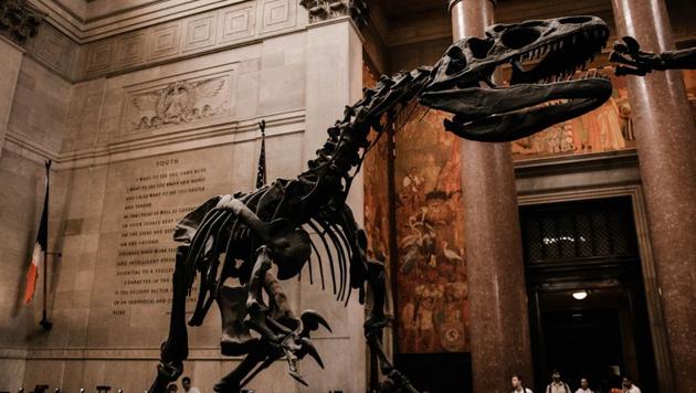 This species of dinosaur used claws to capture small prey (representational image). (Unsplash/@aditya1702) This species of dinosaur used claws to capture small prey (representational image). (Unsplash/@aditya1702)