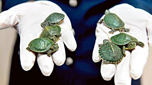 A member of the Royal Malaysian Customs holds seized red-eared slider tortoises during a press conference at the customs authorities building in Sepang on June 26, 2019 after a foiled smuggling attempt by a syndicate. (Photo by Mohd RASFAN / AFP)