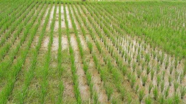 A report available with the agriculture department shows that of the total 75 districts, 51 districts have received only scanty rainfall that is below 40% of the normal, while seven districts are still waiting for the rains to hit them. (Representative image) A report available with the agriculture department shows that of the total 75 districts, 51 districts have received only scanty rainfall that is below 40% of the normal, while seven districts are still waiting for the rains to hit them. (Representative image)