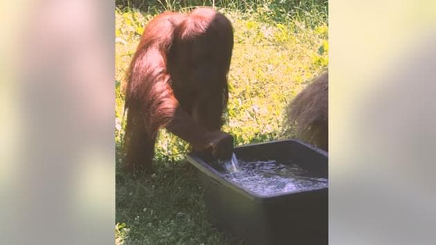 The video has amassed over 94,000 views - and counting. (Facebook/@zoovienna) The video has amassed over 94,000 views - and counting. (Facebook/@zoovienna)