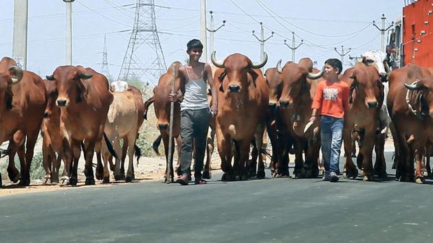 The SC had directed Parliament to enact stern laws so as to provide “preventive, remedial and punitive measures” to deal with cow vigilantism and mob lynching. (Photo: Himanshu Vyas/HT)