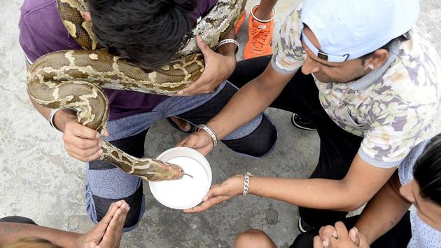 Snake Charmer Dies After Playing With Cobra, Bitten on Finger and Mouth