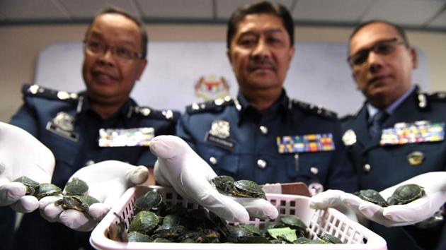 Four Indians were arrested at the Kuala Lumpur airport in Malaysia after the Malaysian Customs Department seized 5,255 baby turtles from two suspects on transit to India, The Star newspaper reported. In another case, officials also found 14.34 kg of methamphetamine worth $174,000, hidden in special compartments in boxes that were hand-carried by two Indian men. (Mohd Rasfan / AFP)