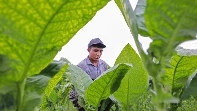 A worker in a tobacco farm. It’s clear that in the rarified world of premium cigars, names are important. To the aficionado, in clubs and the best bars, they trip off the tongue -- La Opulencia Toro, La Imperiosa, Villiger La Vencedora Churchill... “We believe that 60 to 70% of our success is due to the way tobacco is dried and the time spent on fermentation and aging -- we don’t rush things,” said Castillo. (Inti Ocon / AFP)