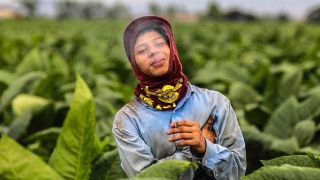 A worker smokes during a break. “The trilogy of this success is the soils, the microclimate and the people, the care they put into their work,” said Plasencia. The industry is one of few to emerge largely unscathed from the political and economic crisis in Nicaragua. “If it weren’t for these factories, Esteli would surely be deserted,” said 43-year-old Silvia Moreno, who has worked in the tobacco industry for half her life. (AFP)